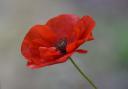 Remembrance services will take place in Leigh