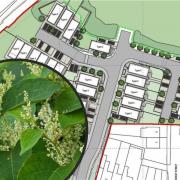 Japanese Knotweed was a main topic of discussion at a Wigan Council Planning Committee