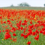 Pupils will take part in a variety of activities including planting poppies