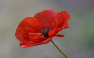 Remembrance services will take place in Leigh