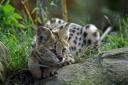 New figures show serval cats are being kept in Warrington