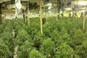 Some of the 2,800 cannabis plants being grown on an 'industrial scale' at a disused factory unit on a Peterlee industrial estate