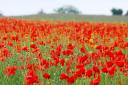 Pupils will take part in a variety of activities including planting poppies
