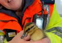 The ducklings were rescued from the M6