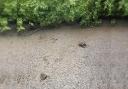 Dried up pond in Lowton 'isn't necessarily a problem' despite dead duckling