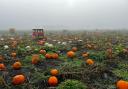 The pumpkin patch on Grange Farm