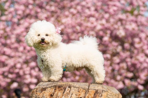 Leigh Journal: Momo the old bichon frise enjoying spring in Greenwich Park, London. Picture: PA