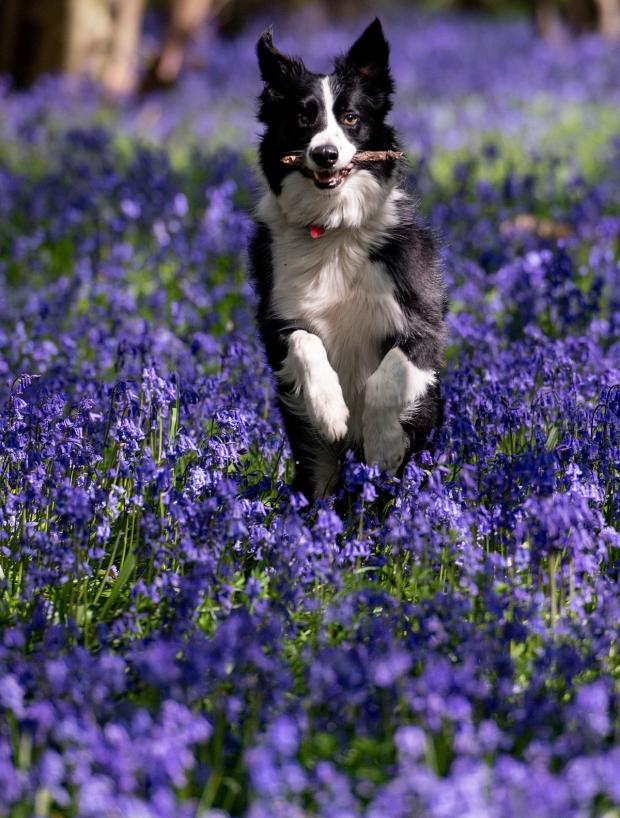 Leigh Journal: Keeping an eye out for risks means your pet can enjoy spring as much as you do. Picture: PA