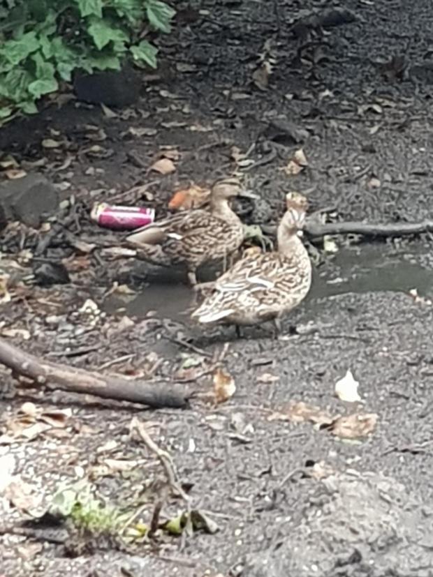 Leigh Journal: Jane says she has seen at least one dead duckling in the area recently