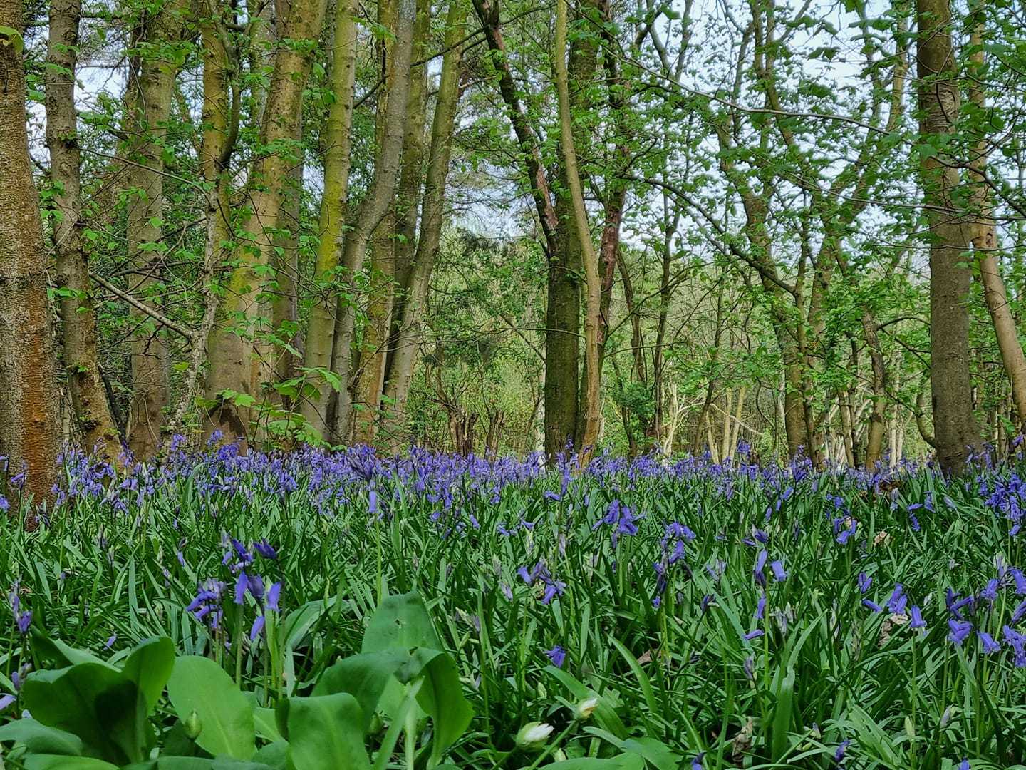 A sea of bluebells by Ann Brownbill