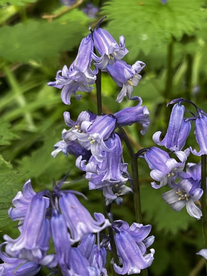 Beautiful bluebells by Rosie Anslow