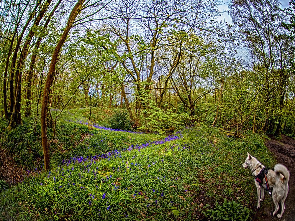 A sea of bluebells by Mark Cavendish