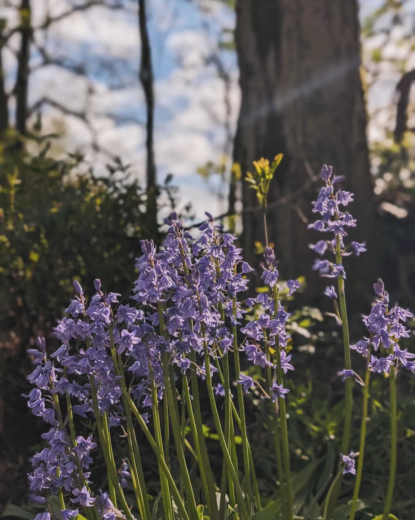 Bluebells in the sunshine by Katy Pilkington