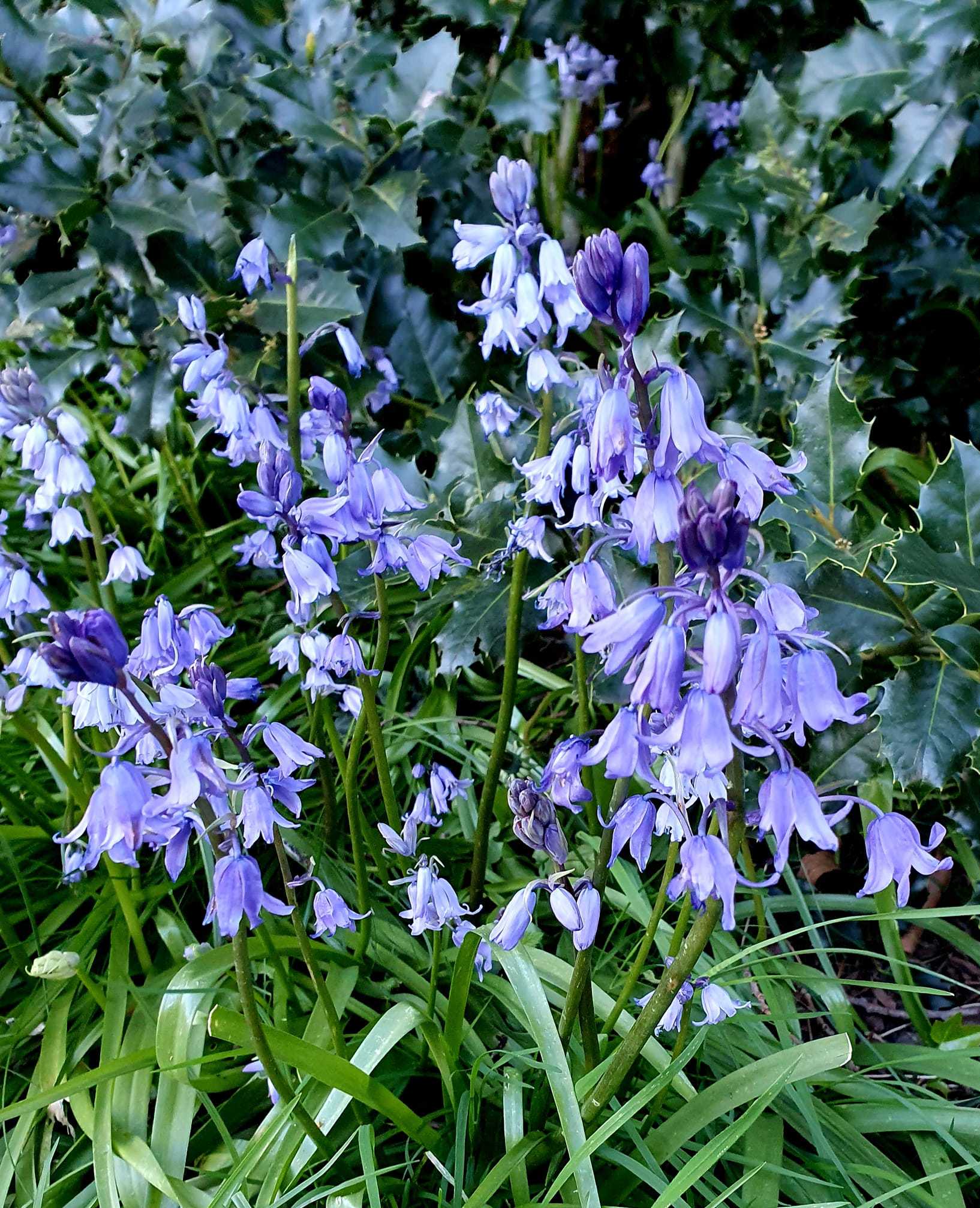 Gorgeous bluebells by Linda Howell
