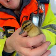 The ducklings were rescued from the M6
