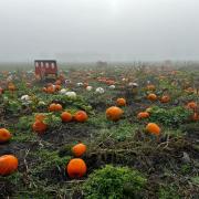 The pumpkin patch on Grange Farm