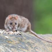 Wigan Borough has come top of the 'Greater Manchester Rat League'  in 2022
