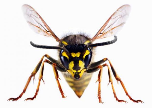Leigh Journal: A wasp